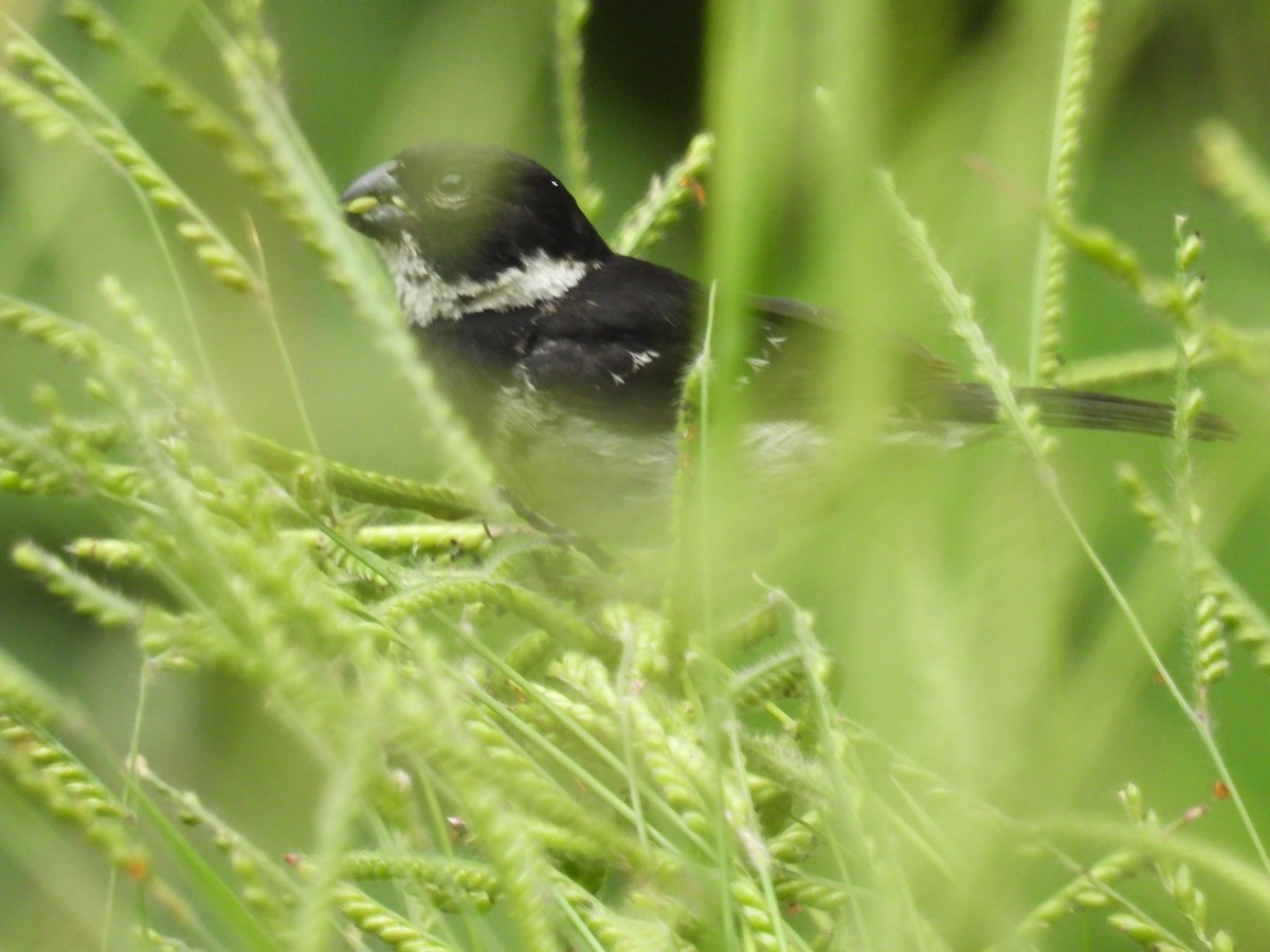 Morelet's Seedeater - ML639840488