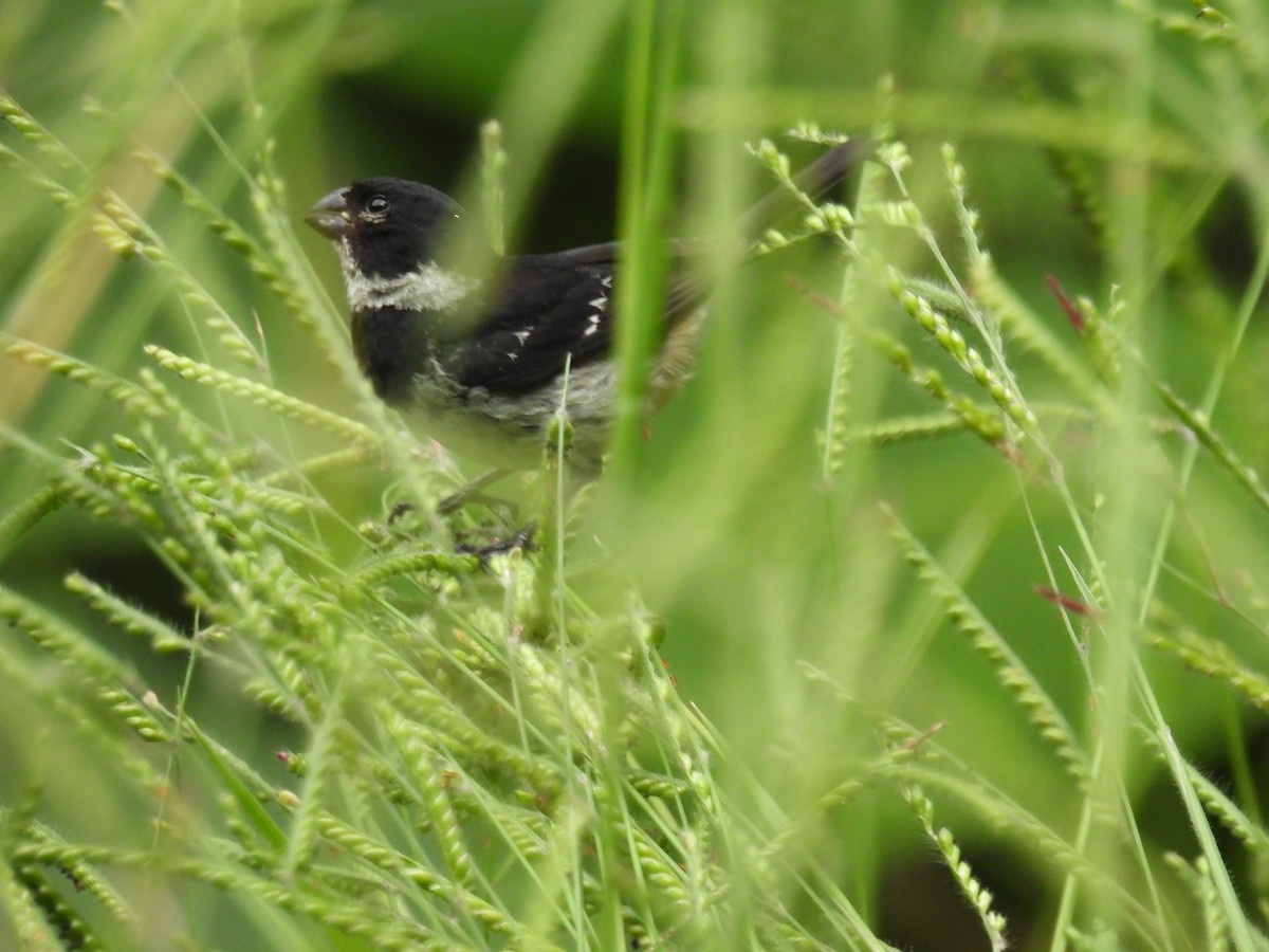 Morelet's Seedeater - ML639840489