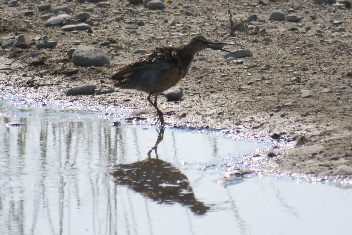 Long-billed Dowitcher - ML63984051