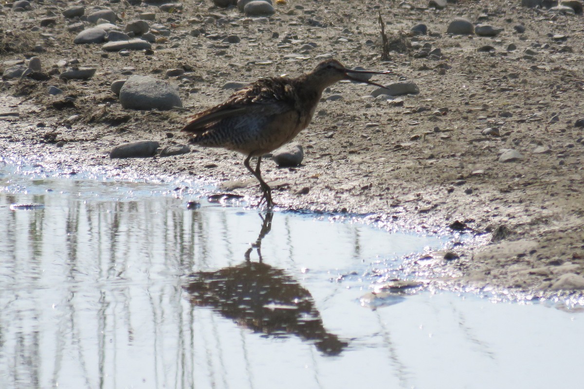 langnebbekkasinsnipe - ML63984051