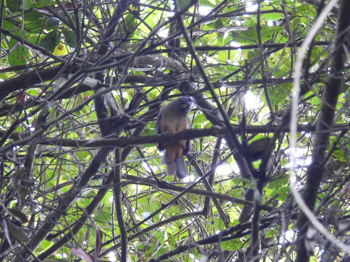 Cinnamon-bellied Saltator - ML639840513