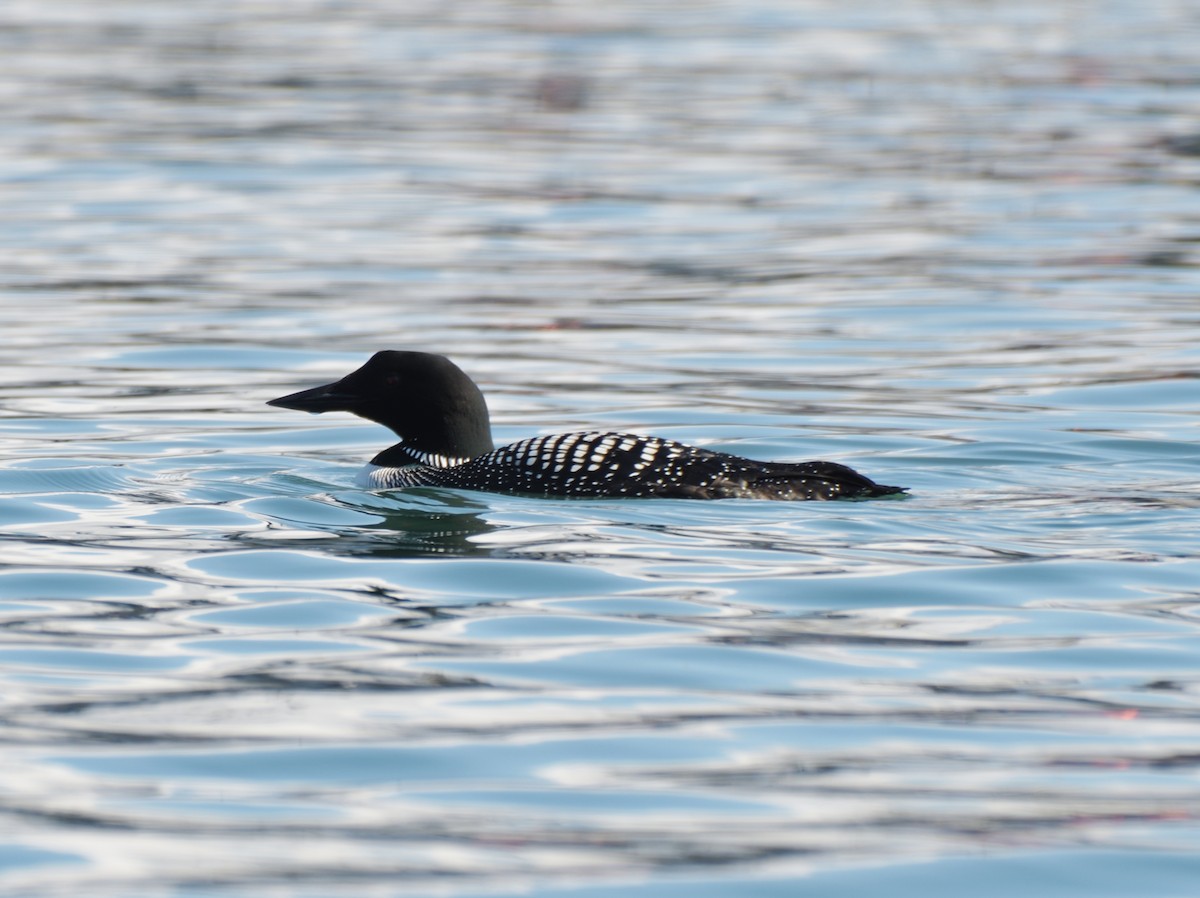 Common Loon - ML639840517