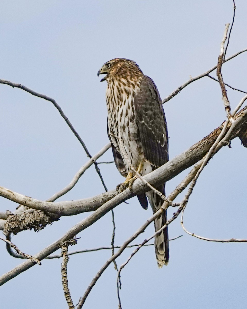 Cooper's Hawk - ML639840534