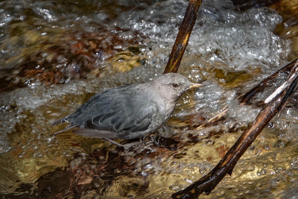 American Dipper - ML639840540