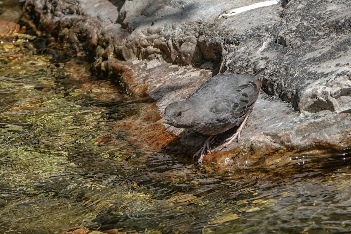 American Dipper - ML639840566