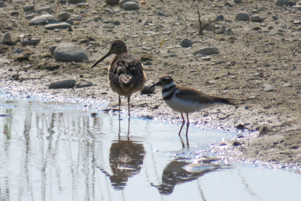 Long-billed Dowitcher - ML63984061