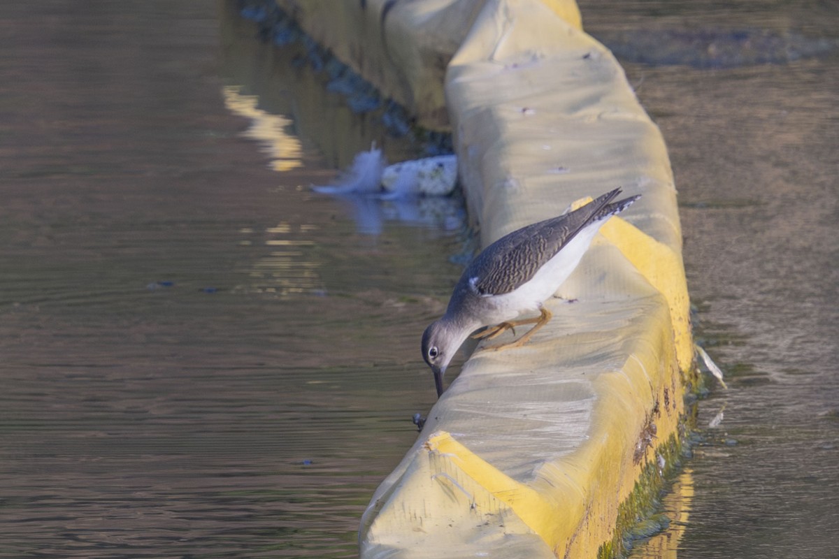 Spotted Sandpiper - ML639840623