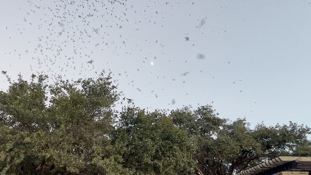 Purple Martin - ML639840625