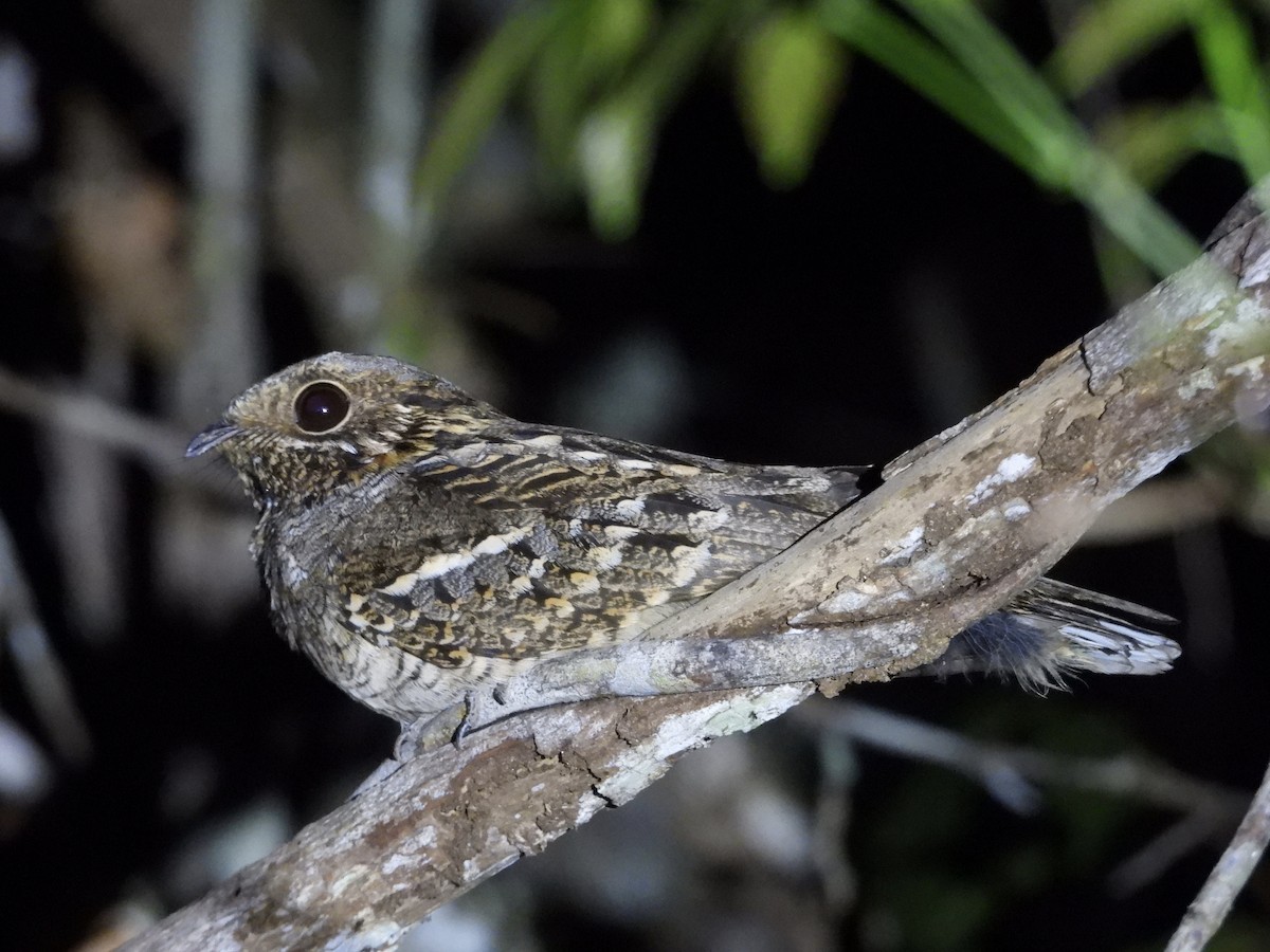 Little Nightjar - ML639840627
