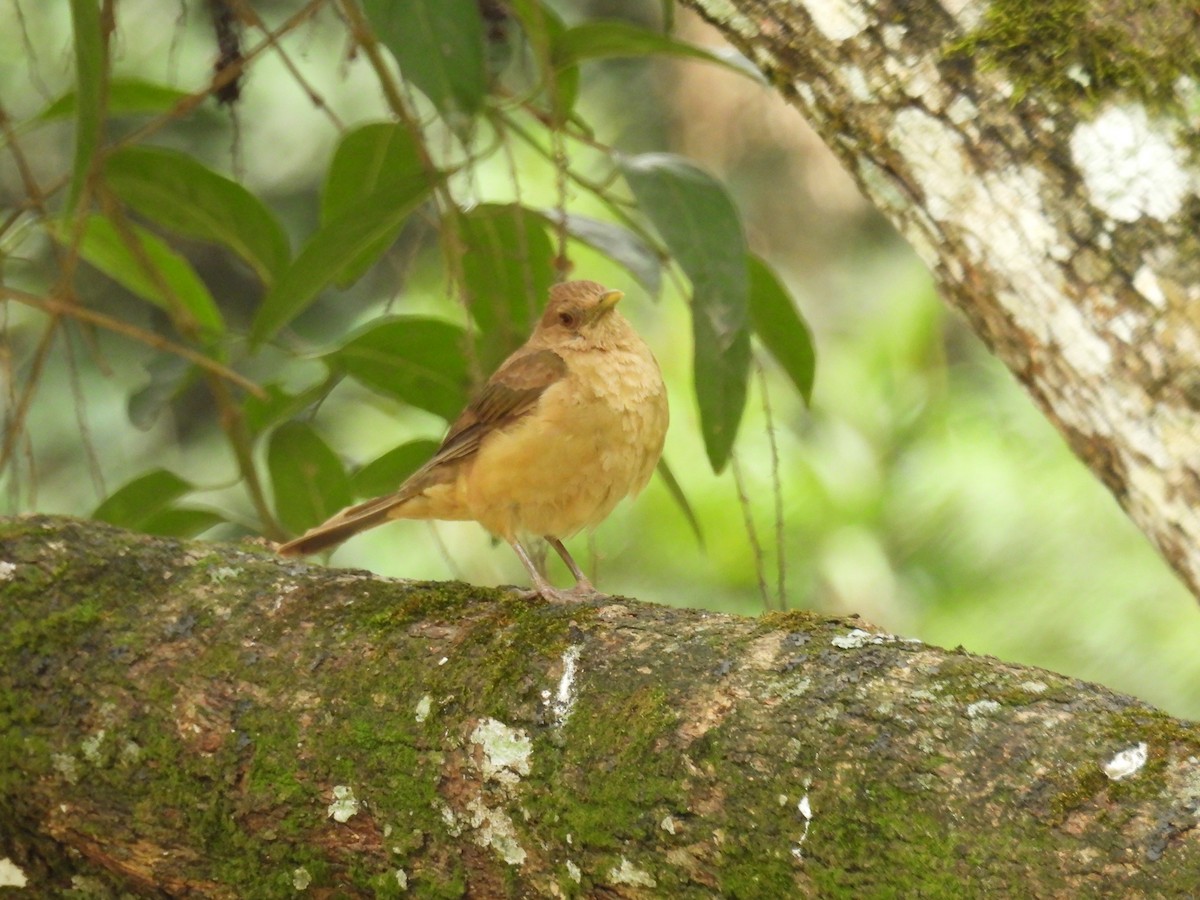 Clay-colored Thrush - ML639840629