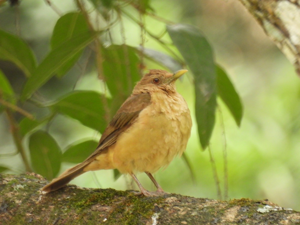 Clay-colored Thrush - ML639840630