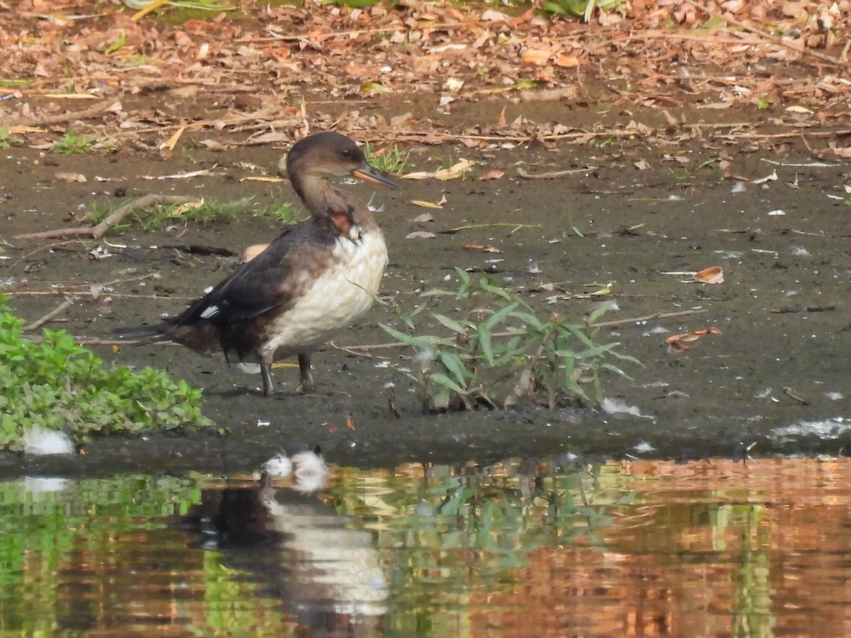 Hooded Merganser - ML639840631