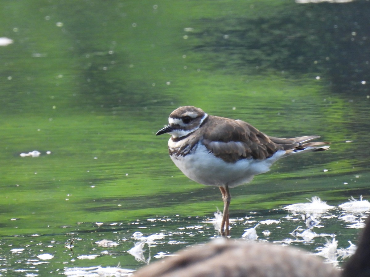 Killdeer - ML639840655