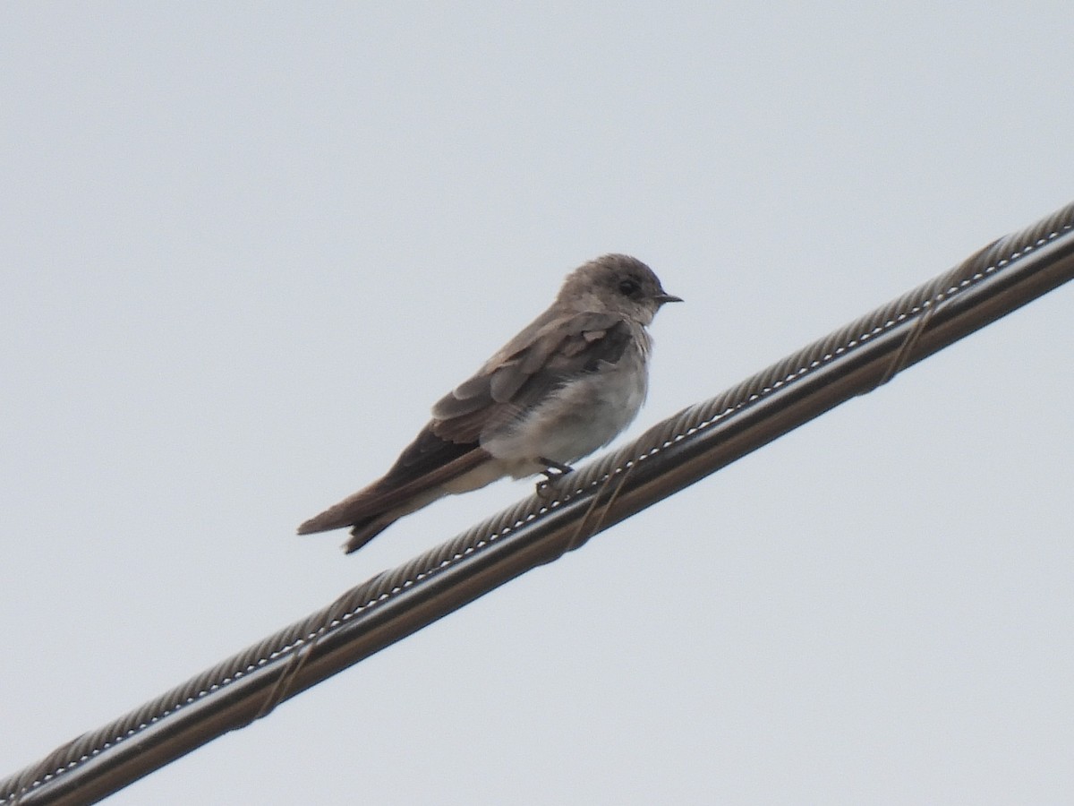 Northern Rough-winged Swallow - ML639840666