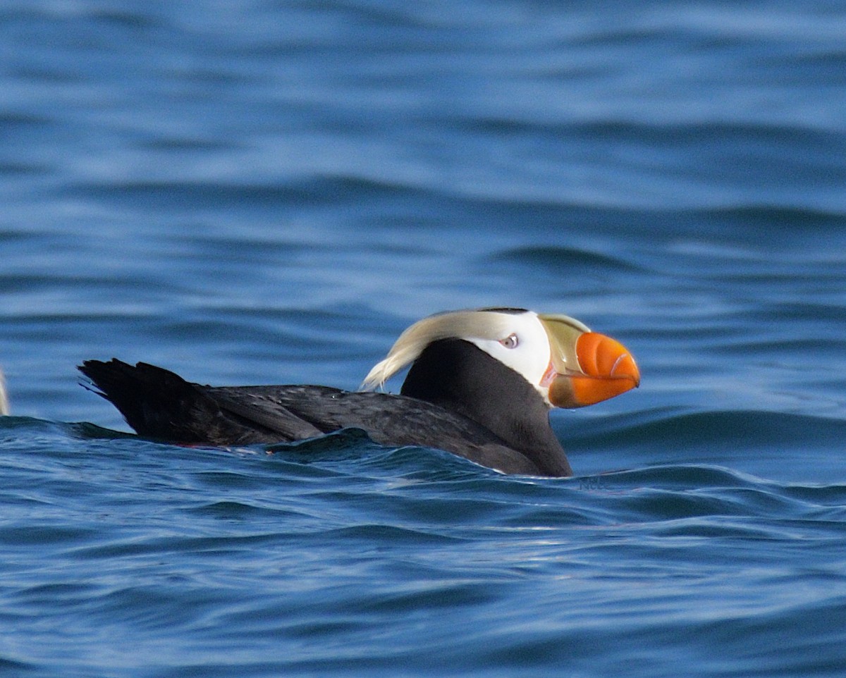 Tufted Puffin - ML639840677