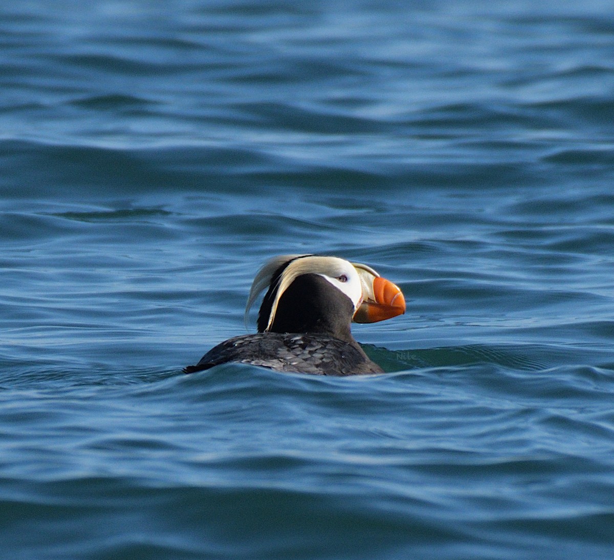 Tufted Puffin - ML639840678