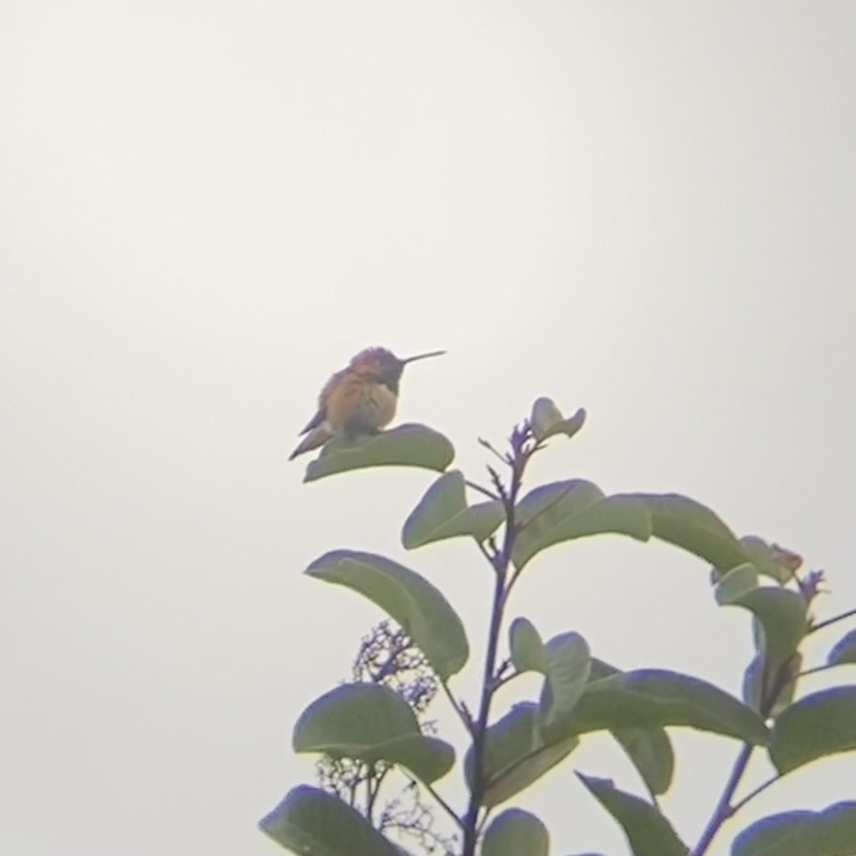 Rufous Hummingbird - ML639840705