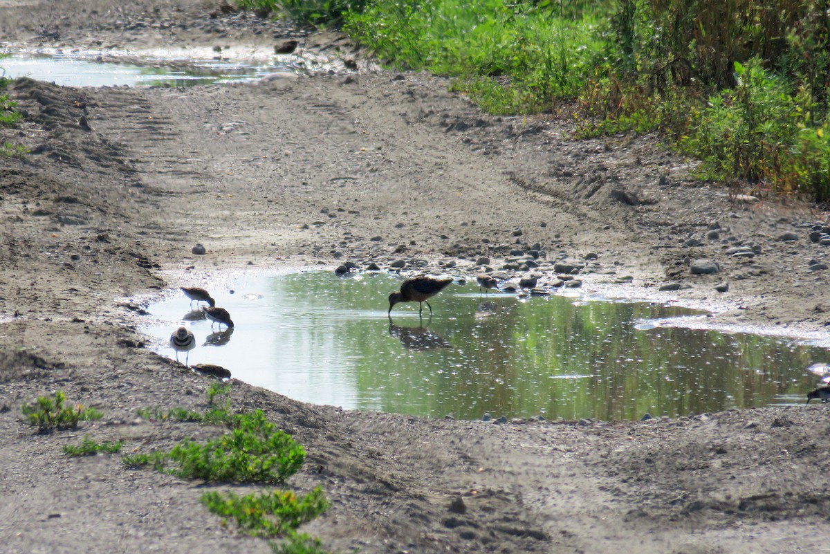 Long-billed Dowitcher - ML63984071