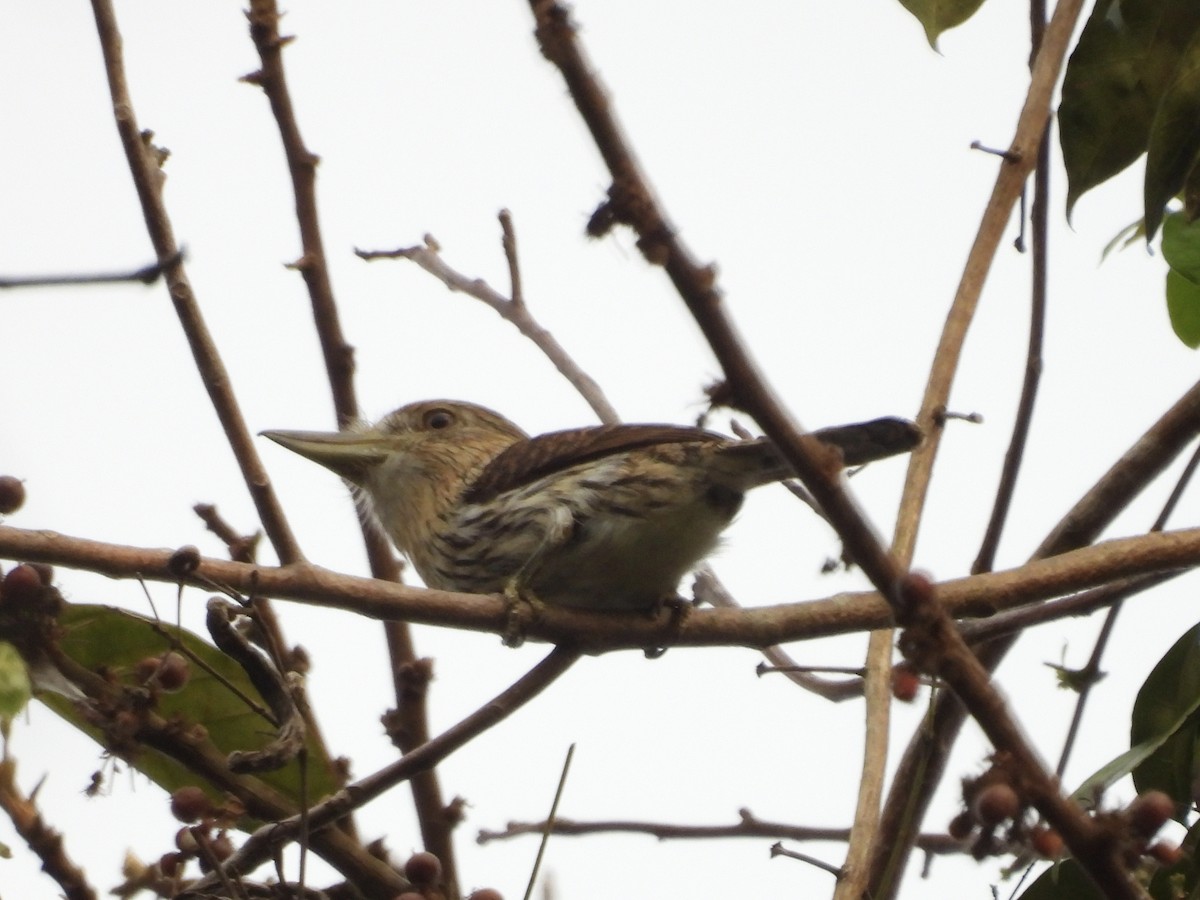 Eastern Striolated-Puffbird - ML639840715