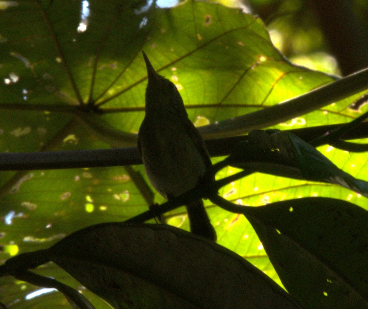 Dark-necked Tailorbird - ML639840716