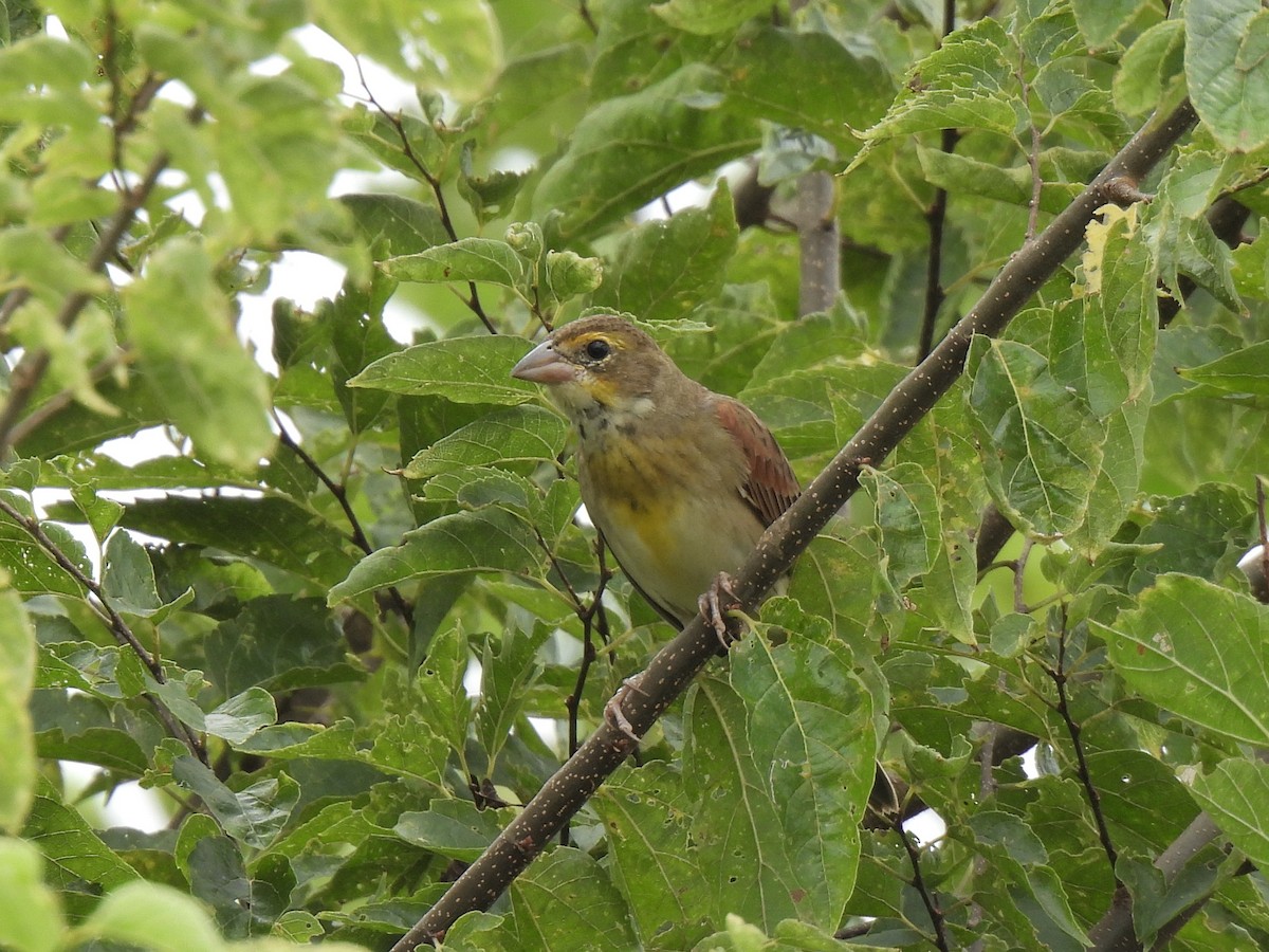 Dickcissel - ML639840742