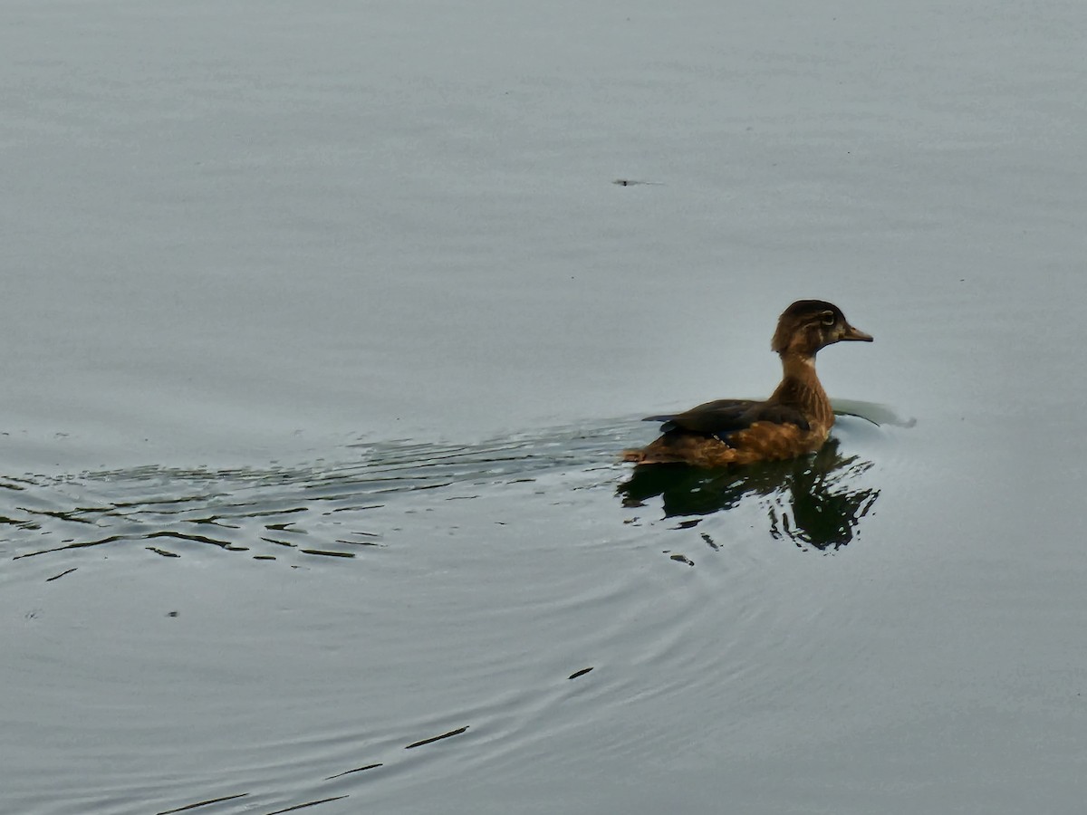 Wood Duck - ML639840745