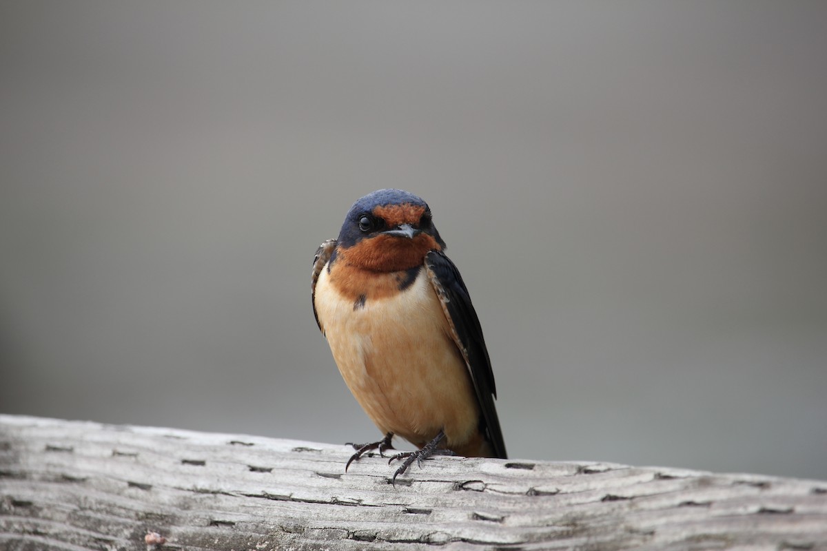 Barn Swallow - ML639840746
