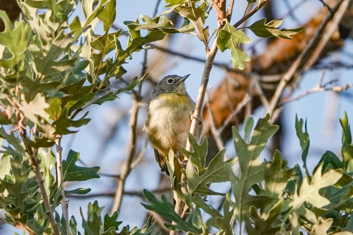 Virginia's Warbler - ML639840751