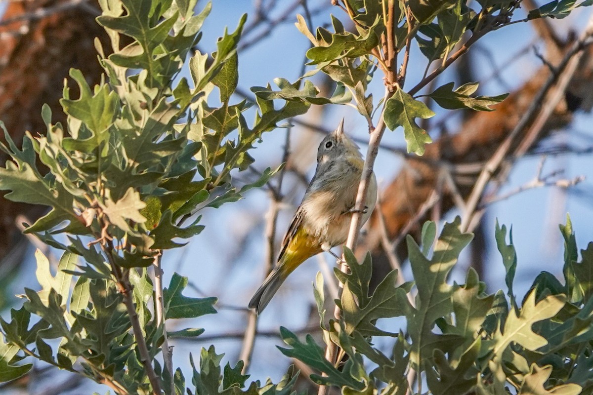 Virginia's Warbler - ML639840752