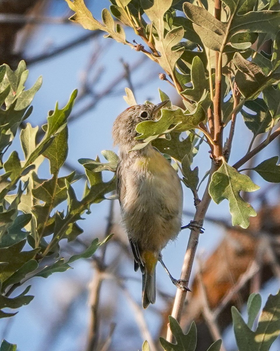 Virginia's Warbler - ML639840753