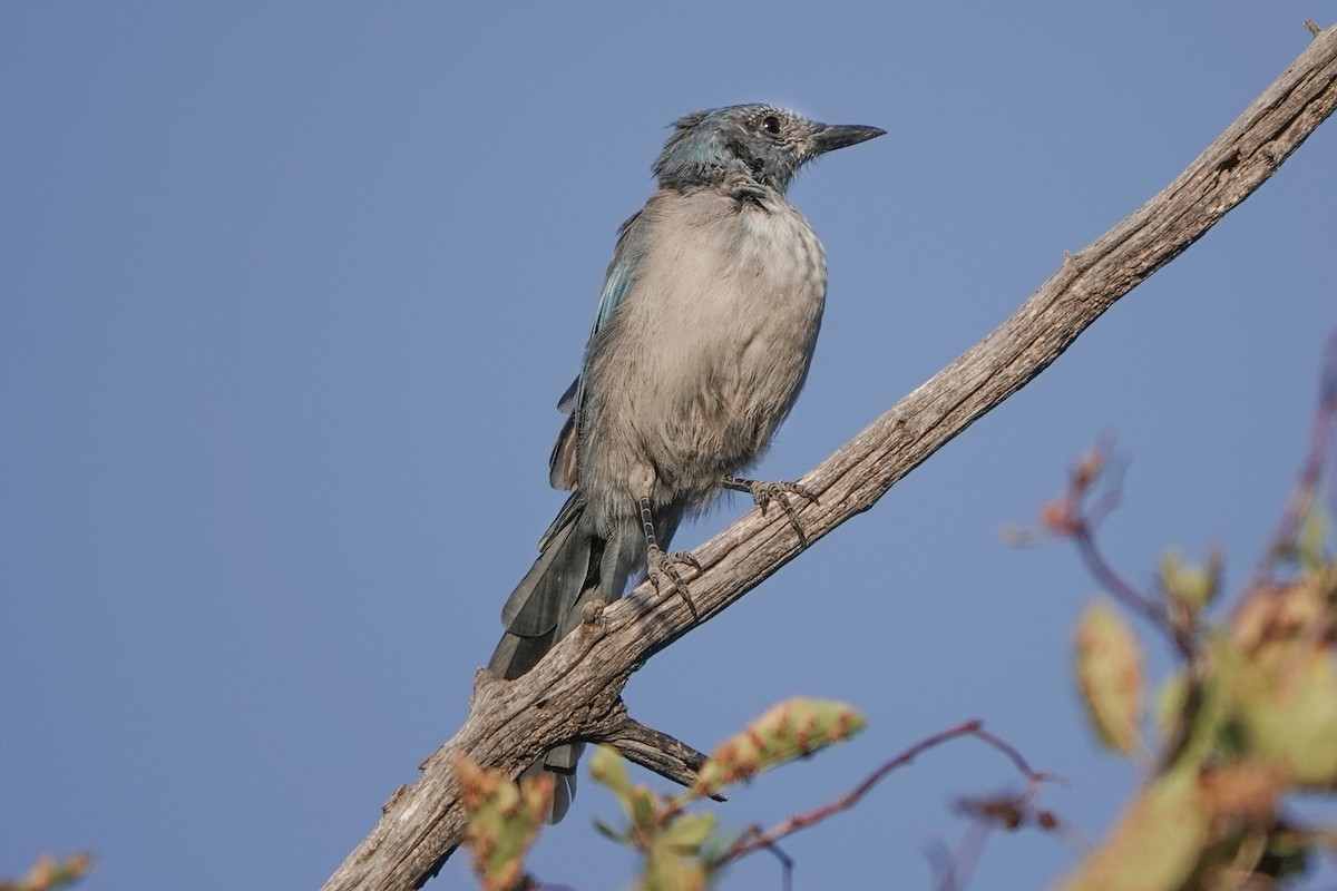 Woodhouse's Scrub-Jay - ML639840771