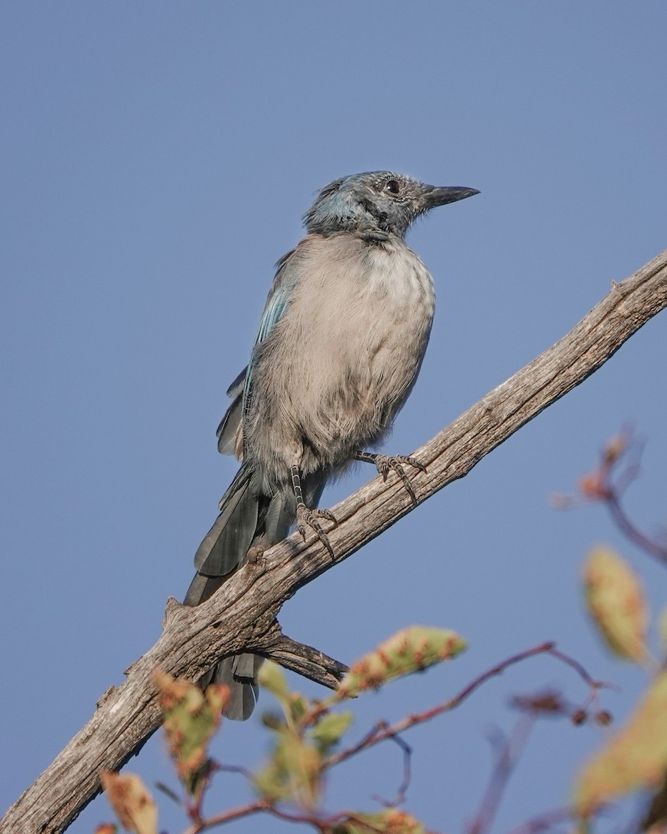 Woodhouse's Scrub-Jay - ML639840772