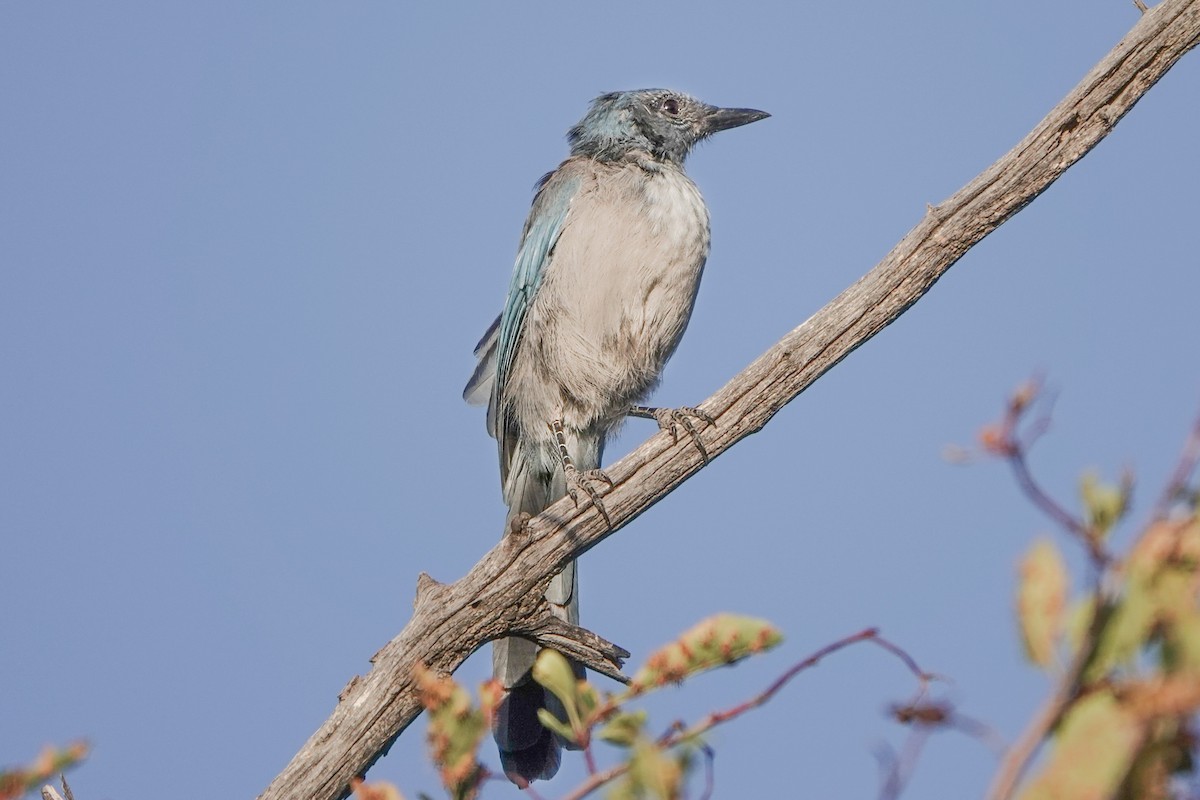 Woodhouse's Scrub-Jay - ML639840773
