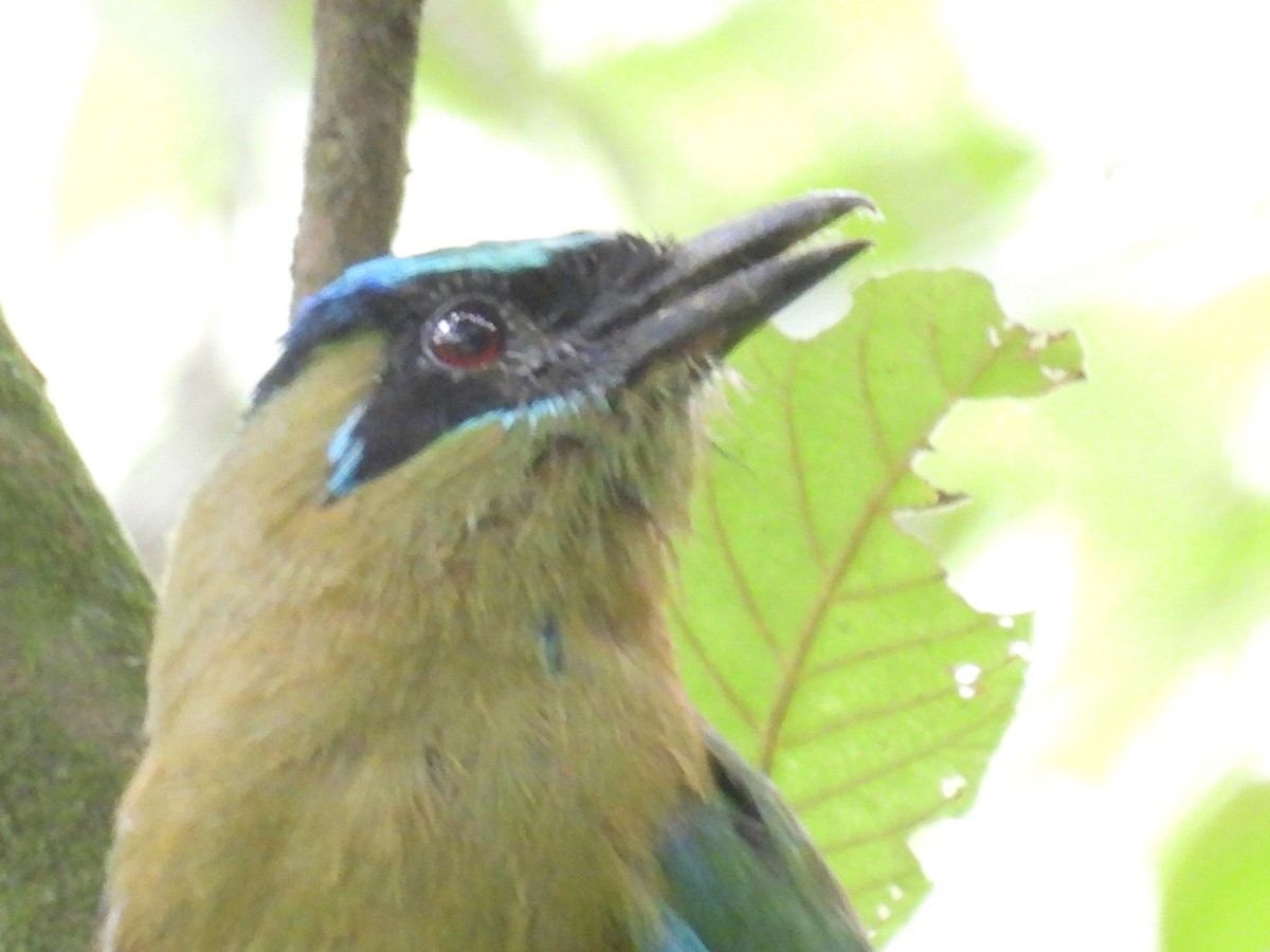 Lesson's Motmot - ML639840783