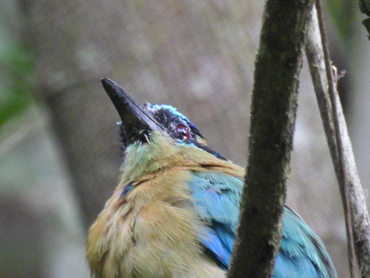 Lesson's Motmot - ML639840784