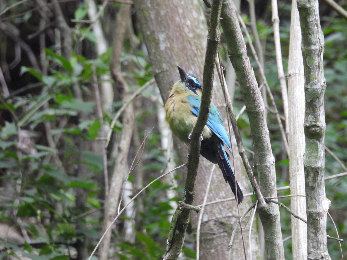 Lesson's Motmot - ML639840785