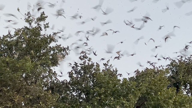 Purple Martin - ML639840788
