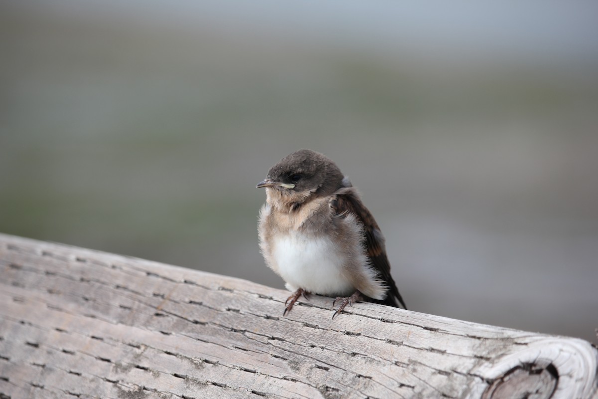 Barn Swallow - ML639840795