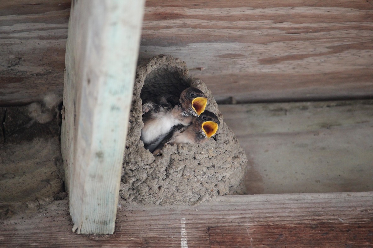 Barn Swallow - ML639840812