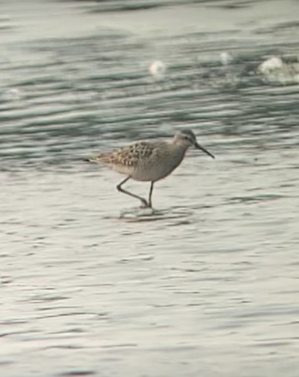 Stilt Sandpiper - ML639840822