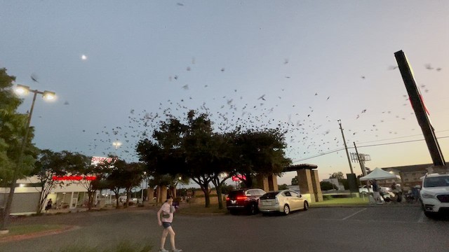 Purple Martin - ML639840850