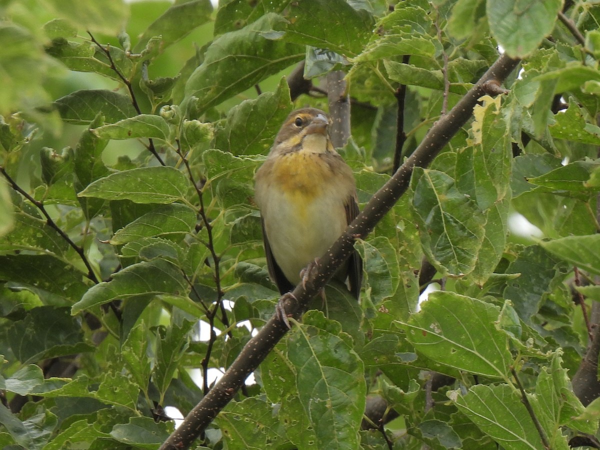 Dickcissel - ML639840851