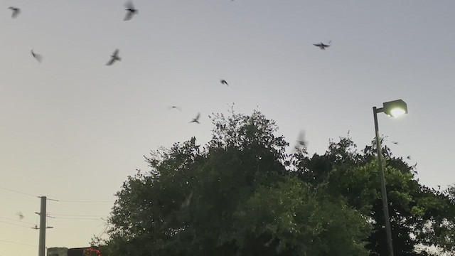 Purple Martin - ML639840951