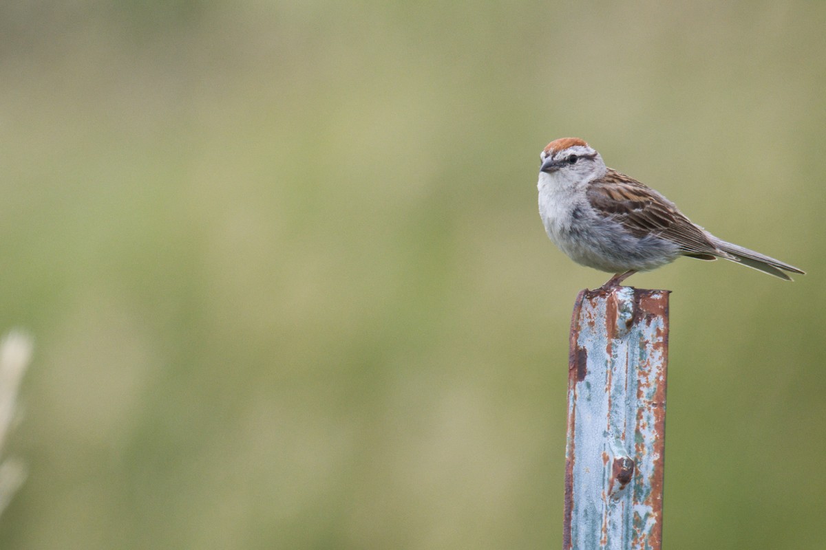 Chipping Sparrow - ML639840964