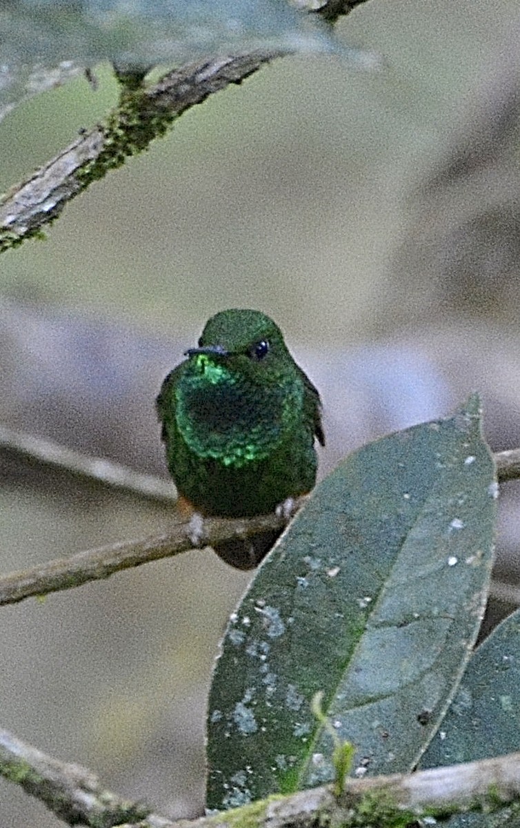 Rufous-booted Racket-tail - ML639840974