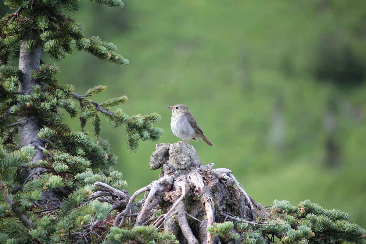 Hermit Thrush - ML639840975