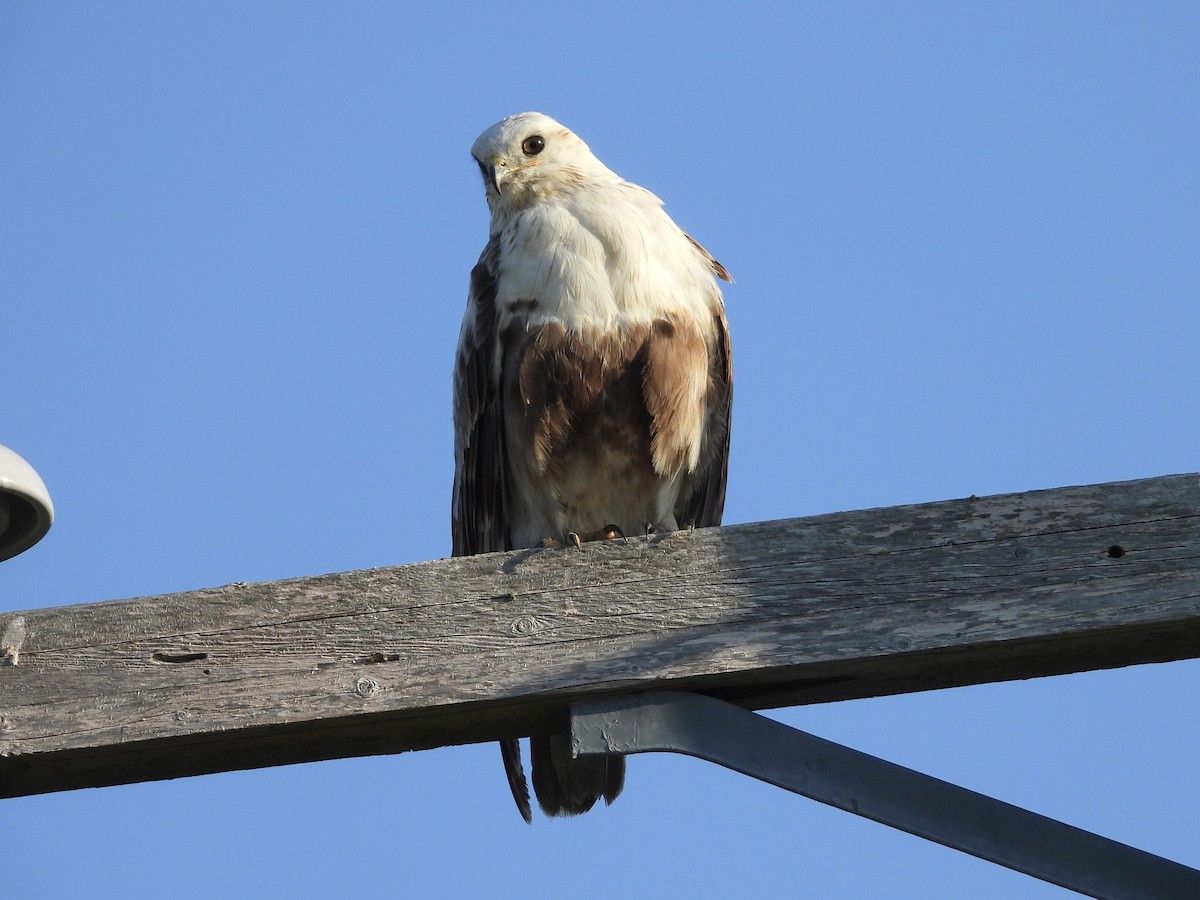 Rough-legged Hawk - ML639841048