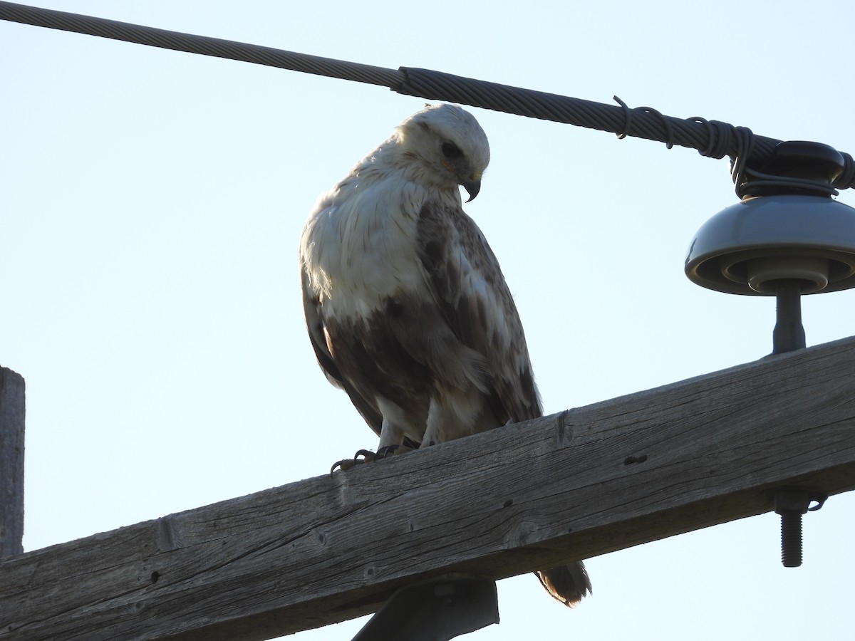 Rough-legged Hawk - ML639841049
