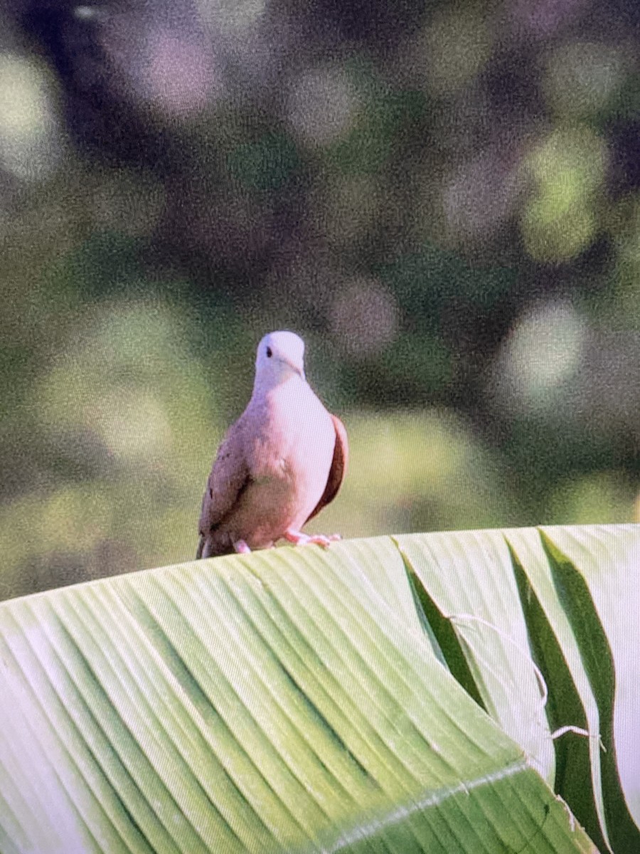 Ruddy Ground Dove - ML639841059