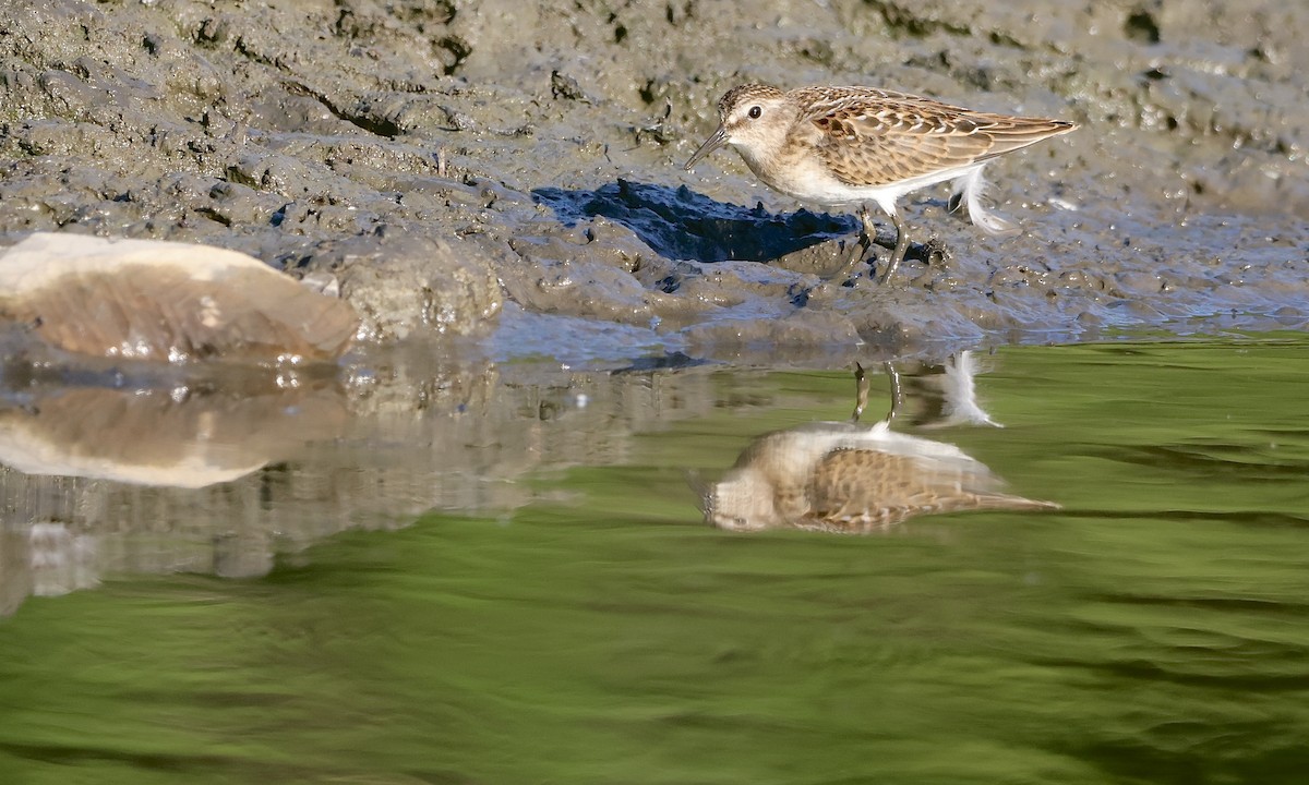 Least Sandpiper - ML639841080